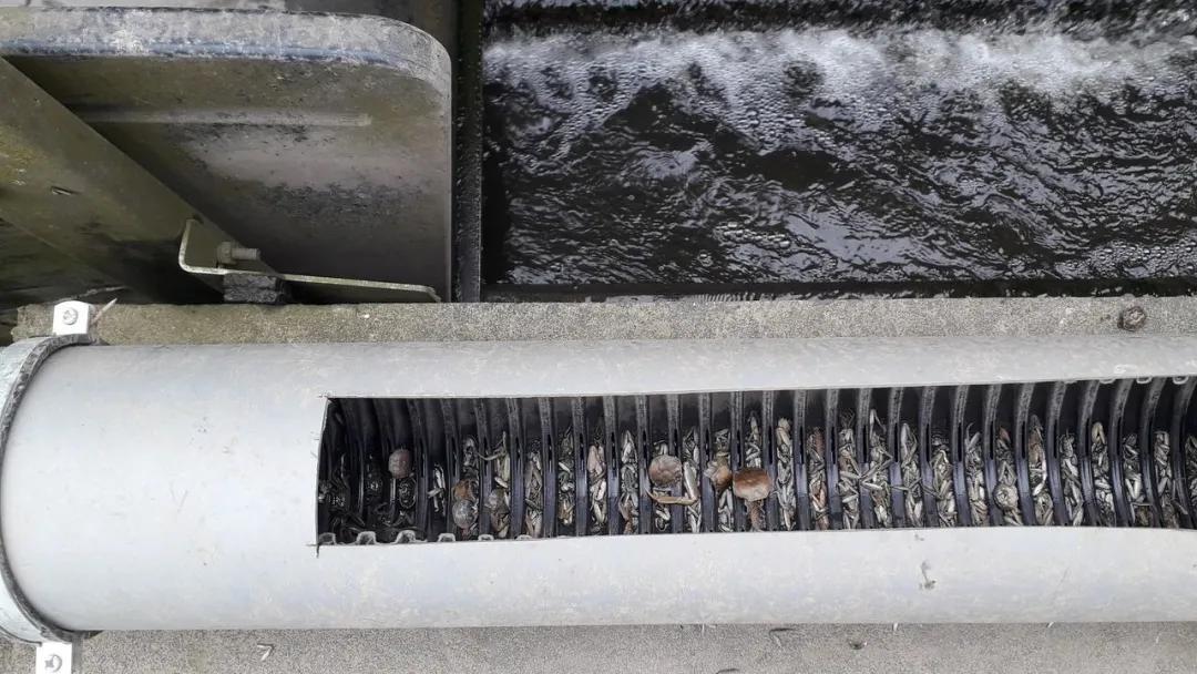 比利时大闸蟹泛滥怎么回事,来聊聊野生海鲜