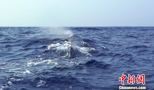 鲸类抹香鲸,搁浅抹香鲸成功放归深海首次成功