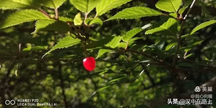 汉中圈子崖天坑,汉中镇巴圈子崖天坑旅游攻略