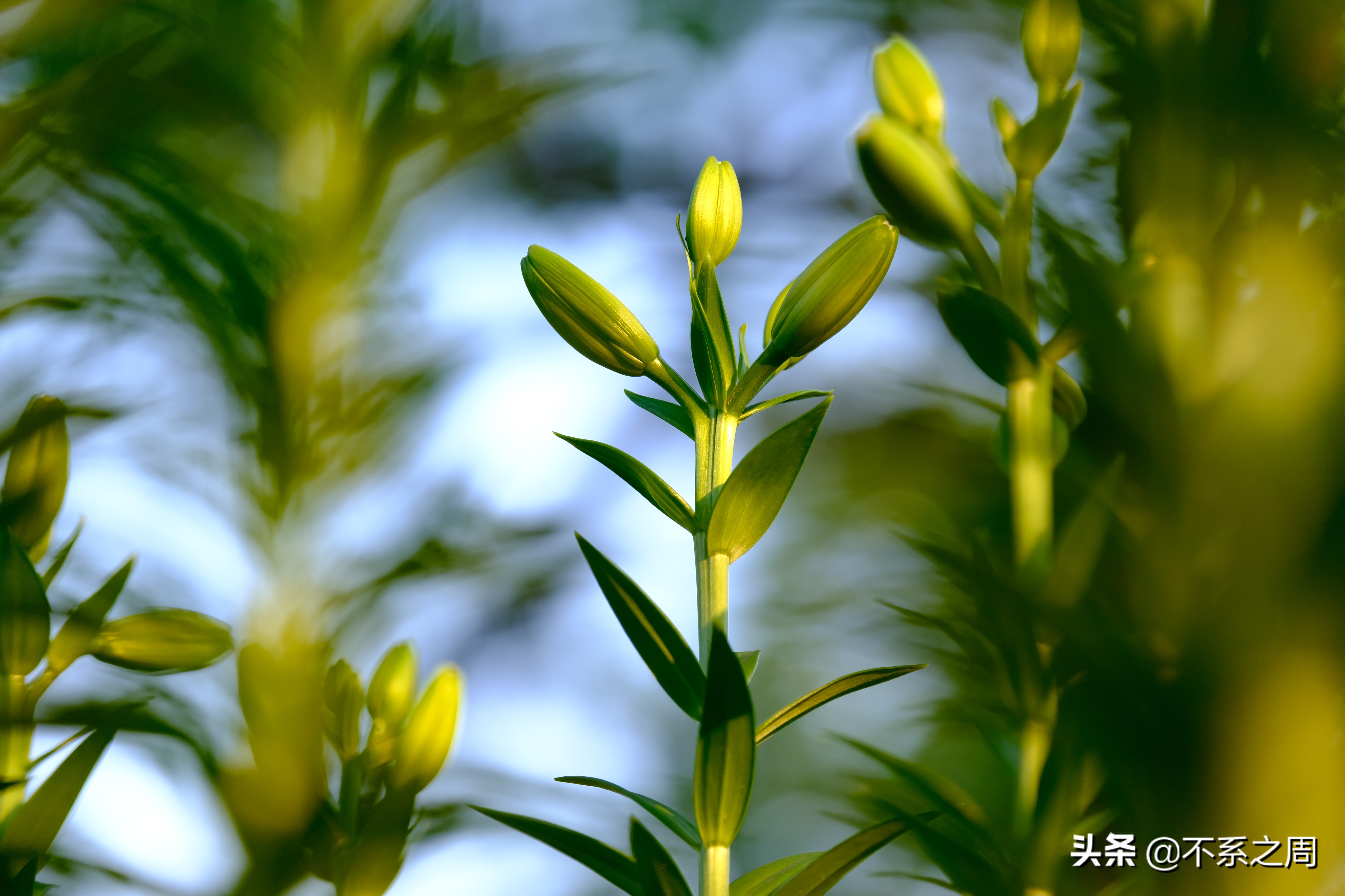 无锡梅园百合花节,无锡梅园中秋游园会