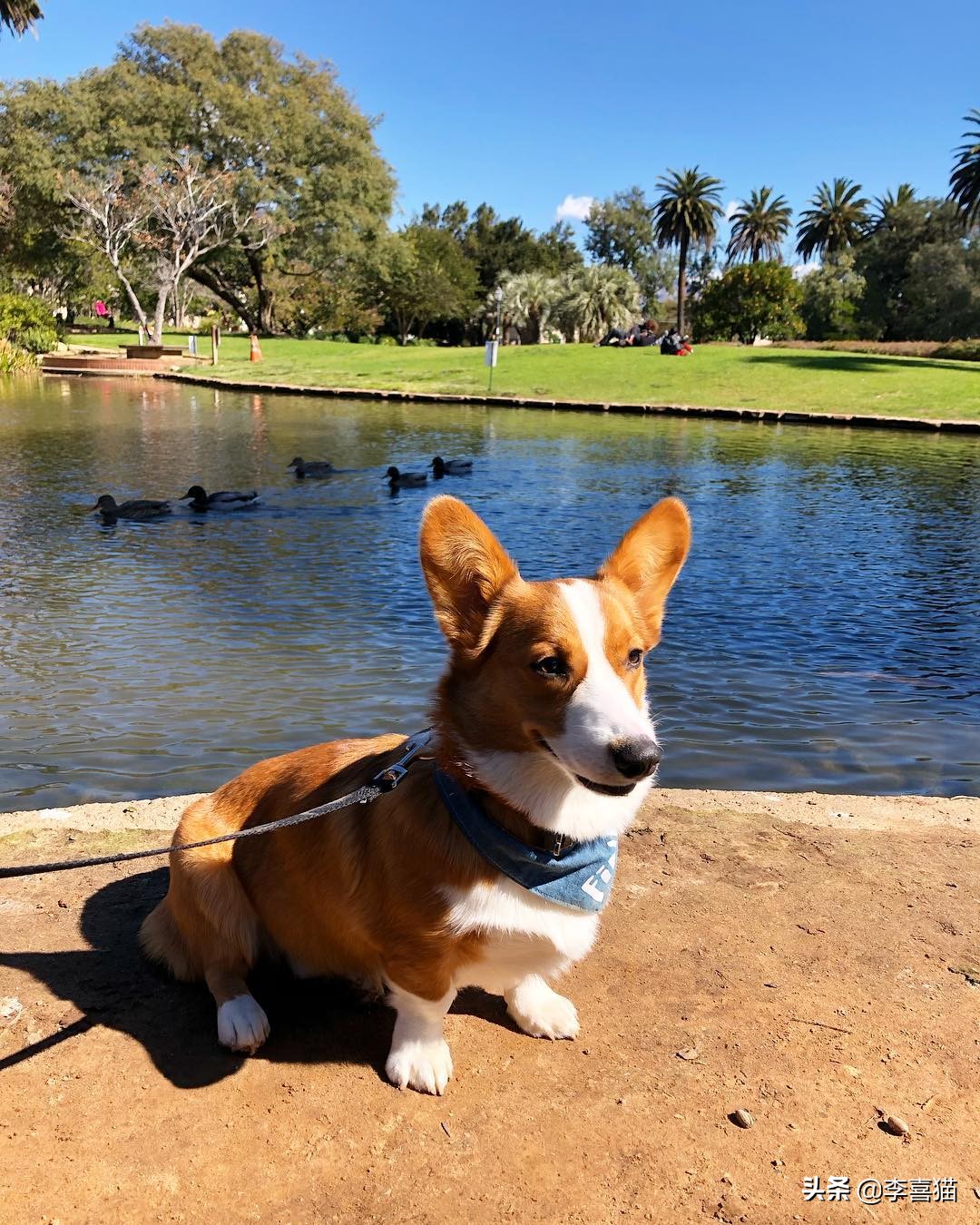 辟谣：并不是所有小型犬都不追求运动量，小短腿柯基就很需要运动