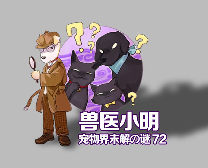 辟谣！狗狗也有生理期？与人类相反，狗狗发情期出血是为了怀孕