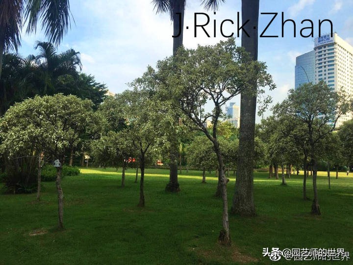 高尔夫果岭草坪家庭院子种植,麦冬草坪种植方法和注意事项