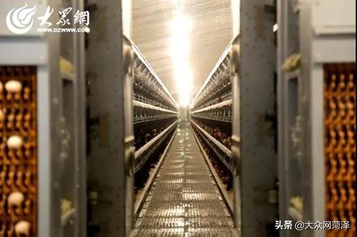 1元微力量捐款到武汉|30枚爱心鲜鸡蛋26.8元,顺丰包邮到家