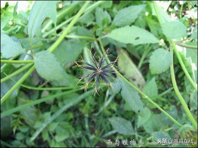 农村比较常见的中草药,农村不可碰的十种草药