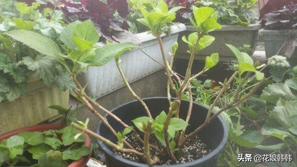 绣球怎么修剪才好,绣球的正确修剪方法