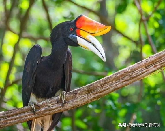 那些你不知道的关于“马币”背后的故事