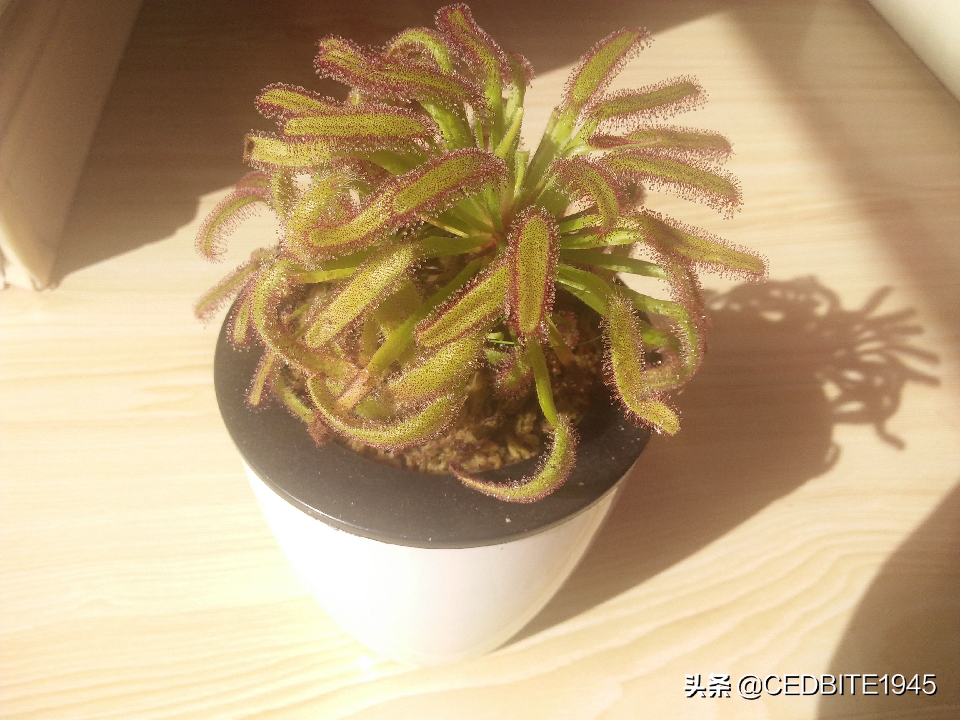 捕虫效率最高的食虫植物——茅膏菜种植攻略