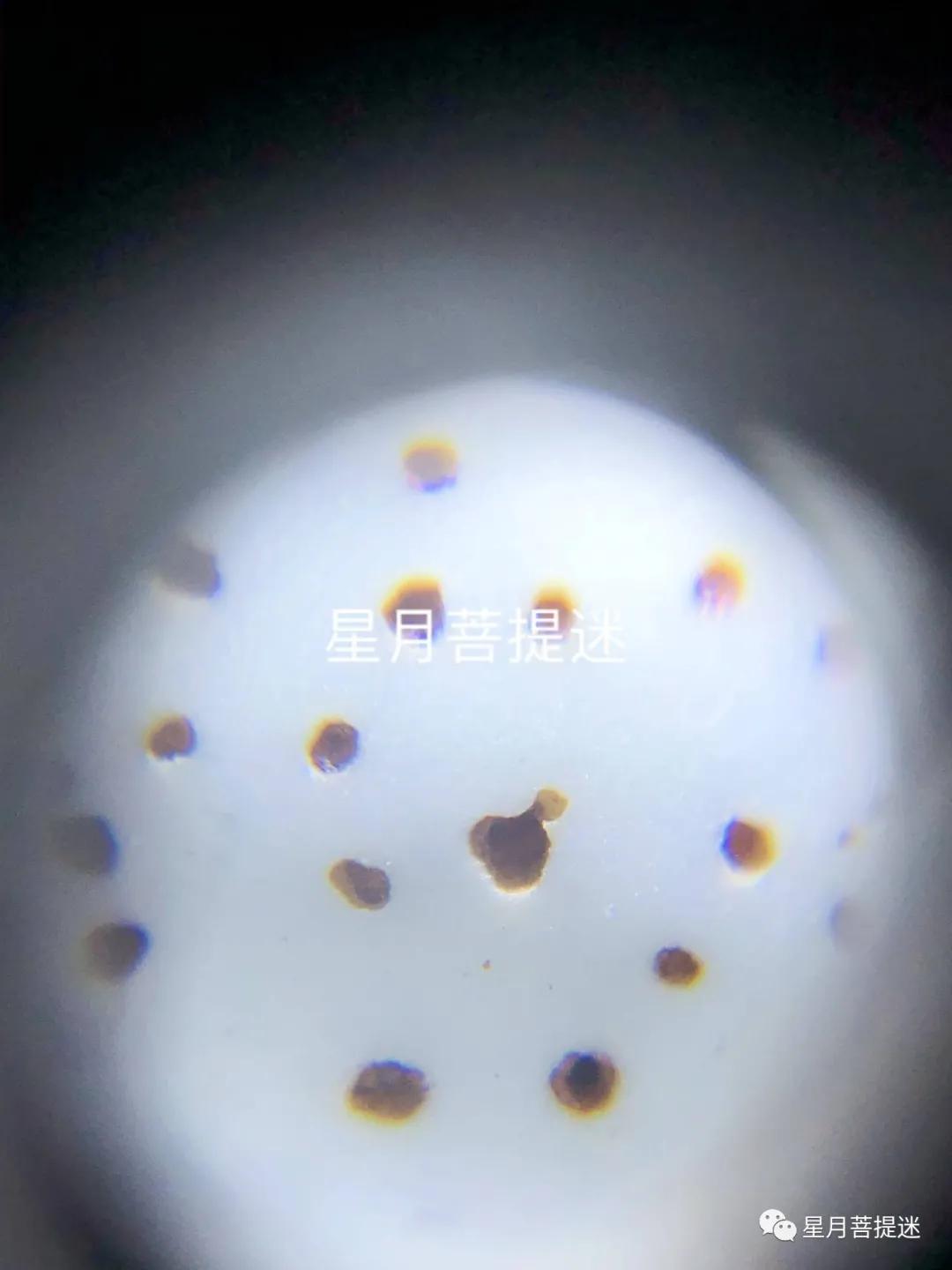 紫金鼠和星月菩提哪个更值得盘玩,星月菩提无相值得盘吗