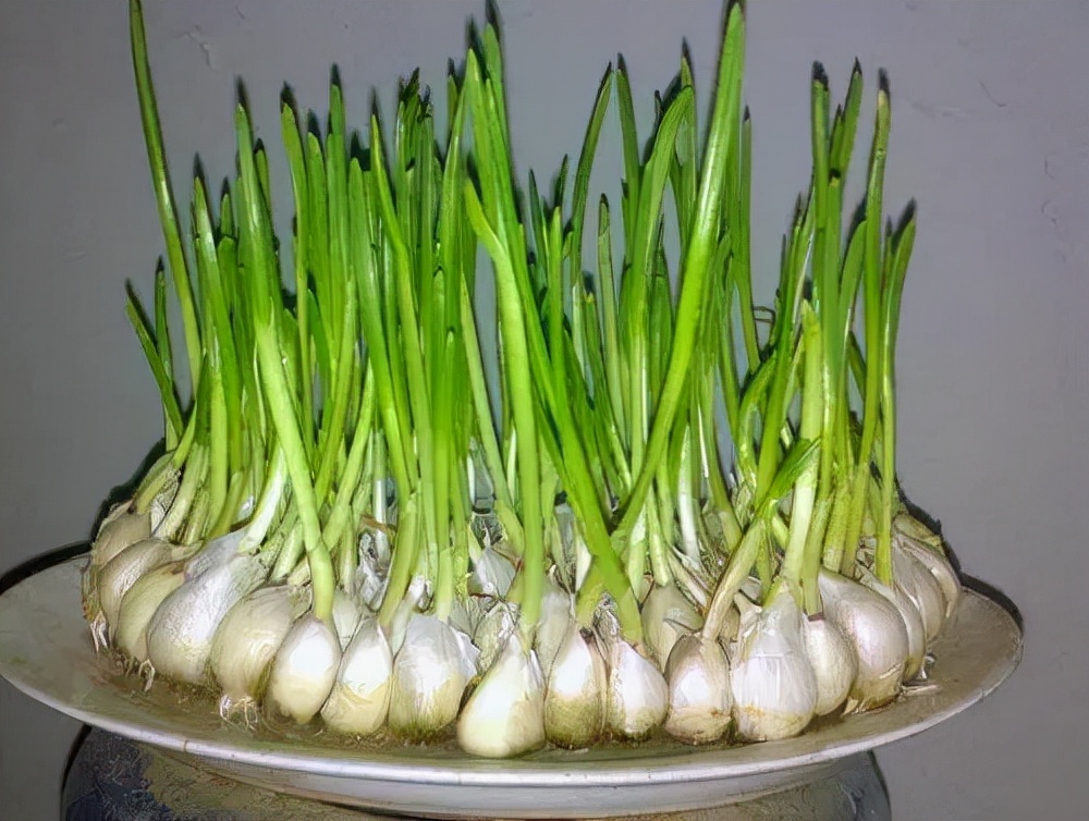 农村新鲜的蔬菜有哪些,哪些菜发芽了可以吃