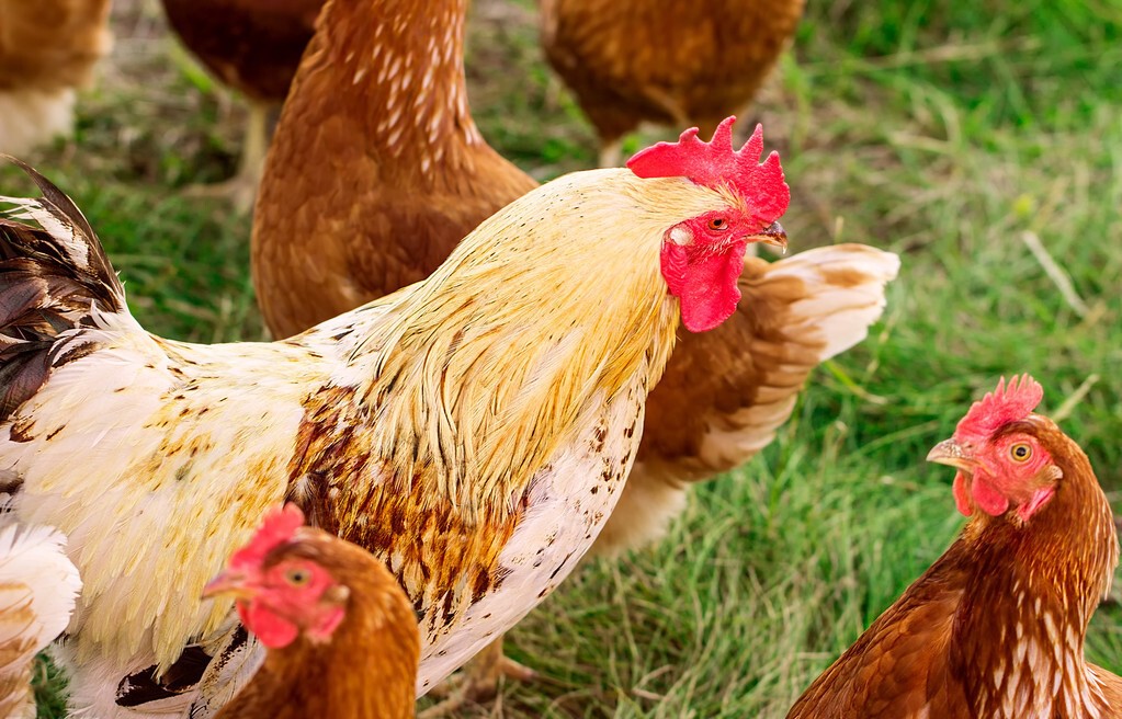 蛋鸡脱肛而死是什么原因,蛋鸡的屁股脱肛了怎么治