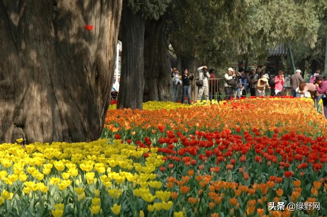 赏花好时节,赏花感言一句话