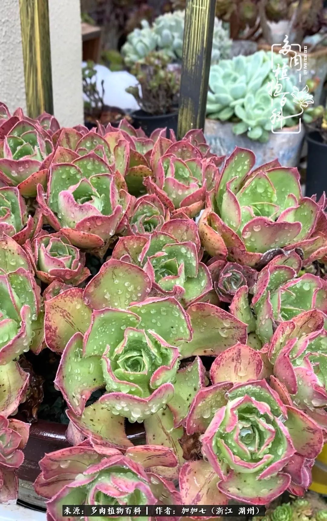 没根的法师夏天怎么养,五法师阵容