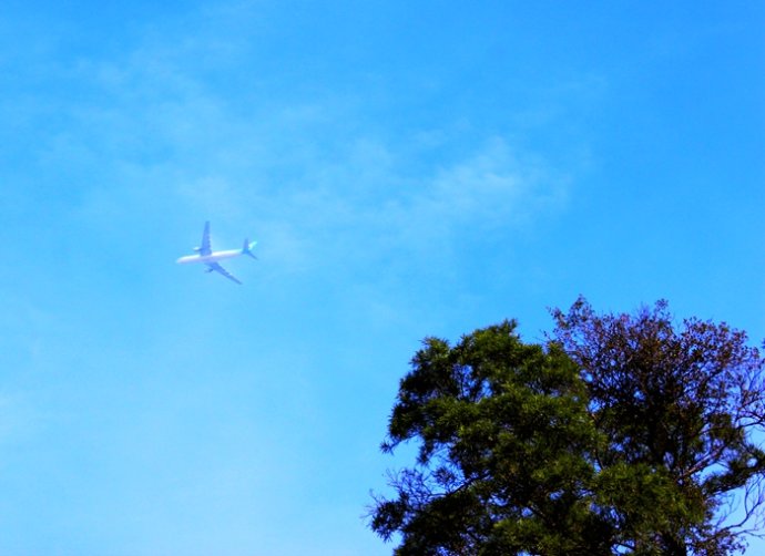 广东人对鸡情有独钟什么意思,为啥广东人喜欢吃鸡鸭鹅