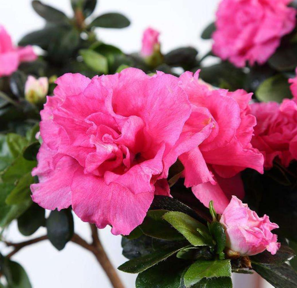 杜鹃花老是败,杜鹃花很容易枯萎