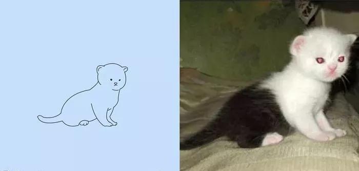 一波可爱动物简笔画,超火的简笔画动图