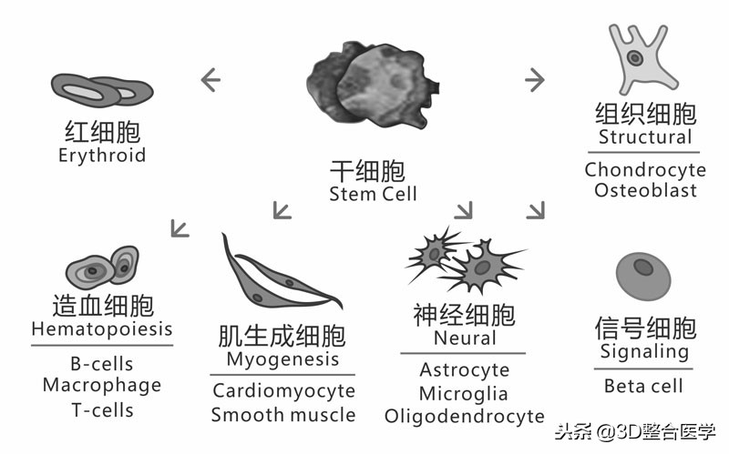 医学科普3d合集,史上最全3d医学动画下载网