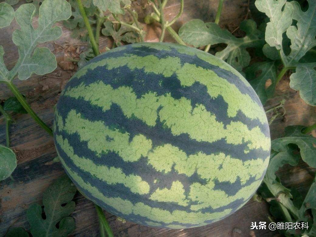 怎样的西瓜才更甜,要想西瓜甜用什么肥料