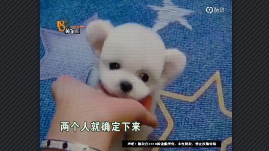 网上买比熊和博美,买博美犬和比熊