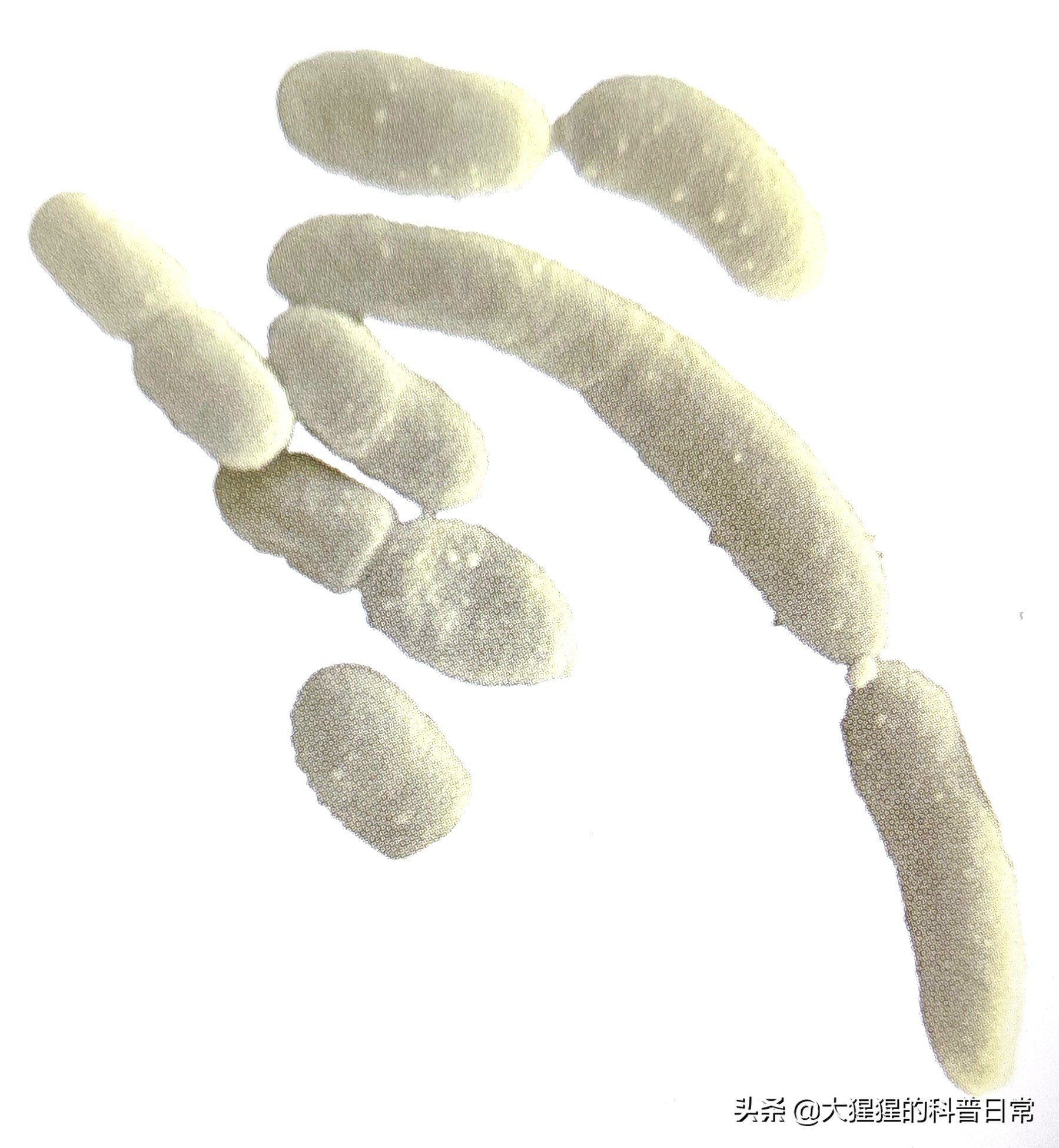 微生物原核生物,微生物照片原核生物