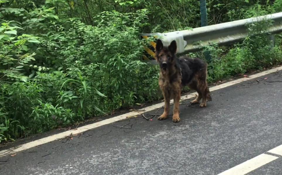 骨瘦如柴的流浪狗马犬,骨瘦如柴的流浪柯基