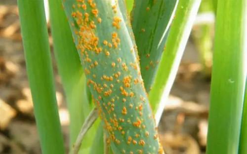 葱得了大葱锈病还能吃吗,葱黄锈病怕什么