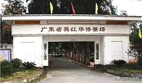 “东方金美人”？茶中“飞天茅台”？没错，说的都是这个...