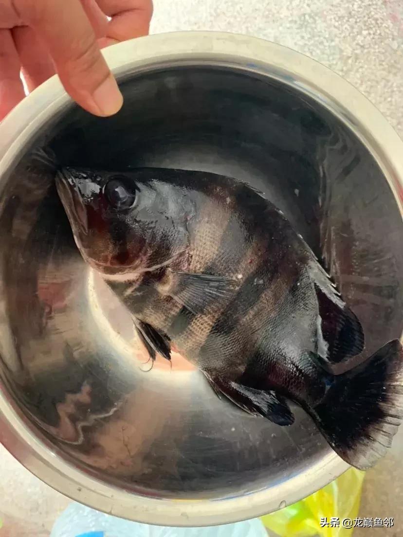 巴西亚能和飞凤一起混养吗,金龙巴西亚飞凤混养