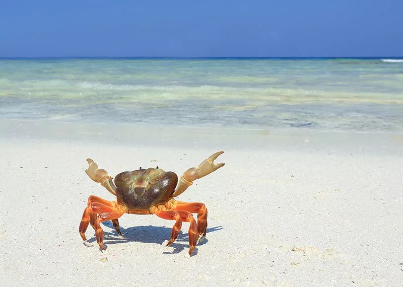蚂蚁和蚂蚁之间是怎样沟通的呢,蚂蚁和米混在一起怎么拿出来