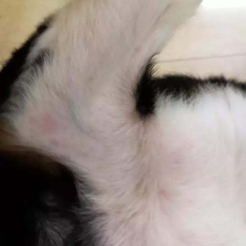 狗狗两腿内侧突然起红疹,狗狗身上起红疹用什么药