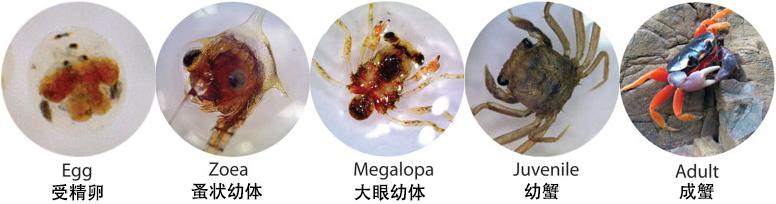 关于螃蟹科普知识,螃蟹科普