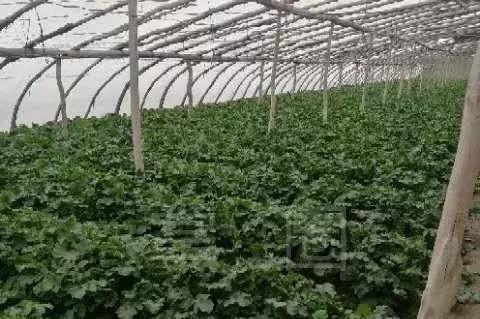 NO.835:阿克苏本地求职招聘、出租转让、农林牧副渔…信息大全!