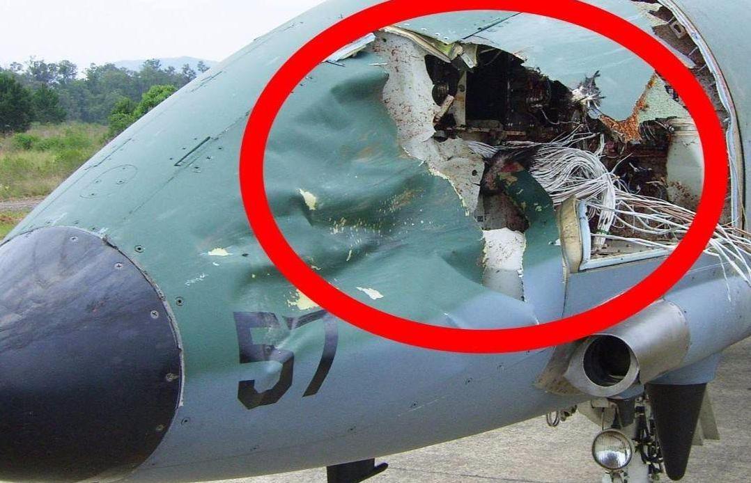 世界上最大的鸟撞飞机,一只鸟撞上飞机导致坠毁