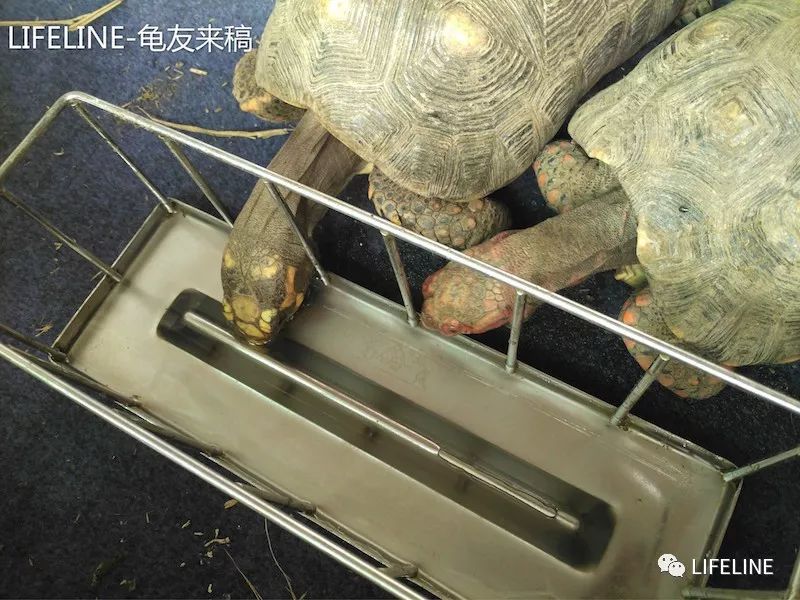 红腿陆龟怎么养活,新手养红腿陆龟准备什么