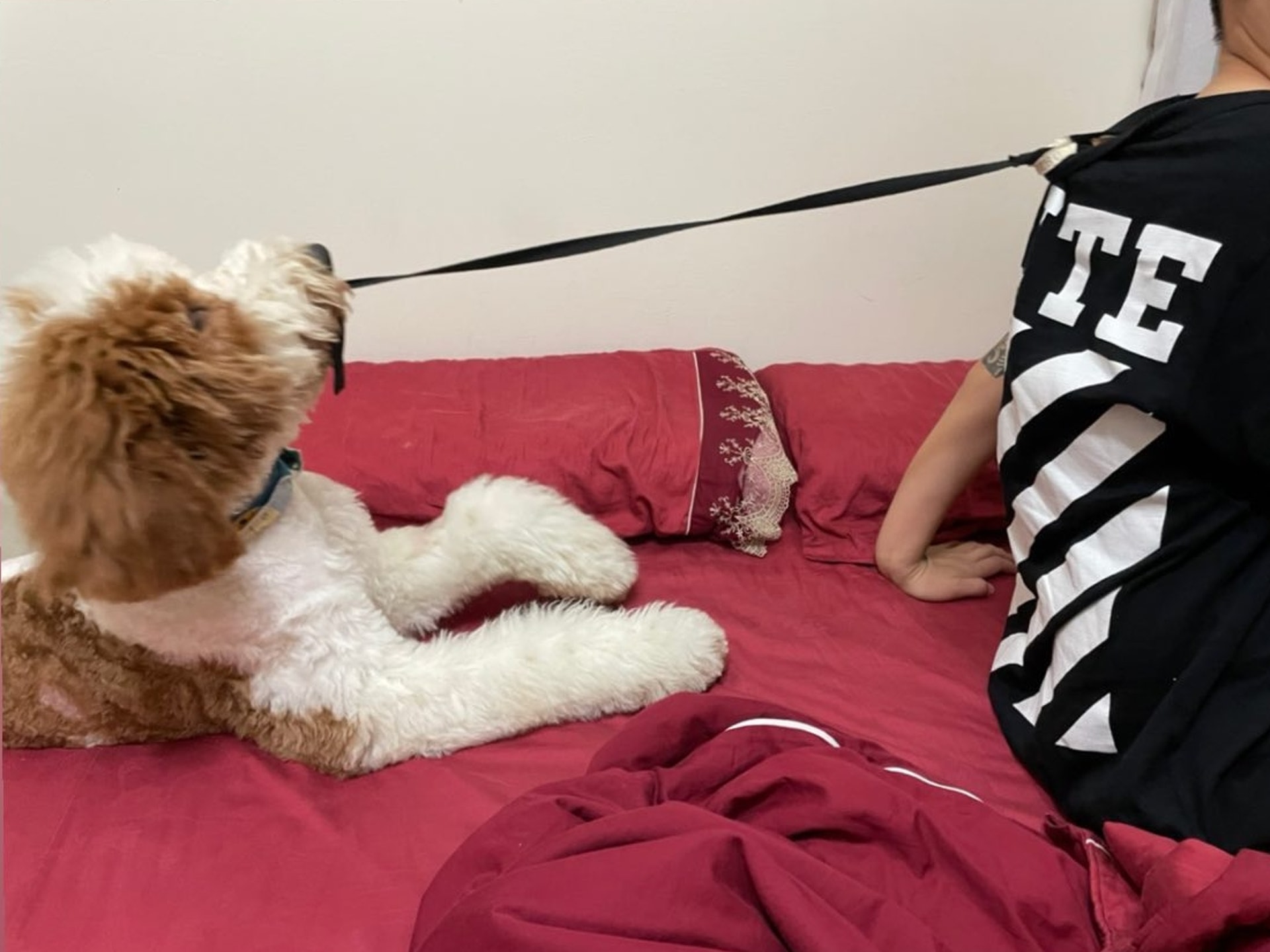 巨型贵宾犬发狂,巨型贵宾犬在家乱叫