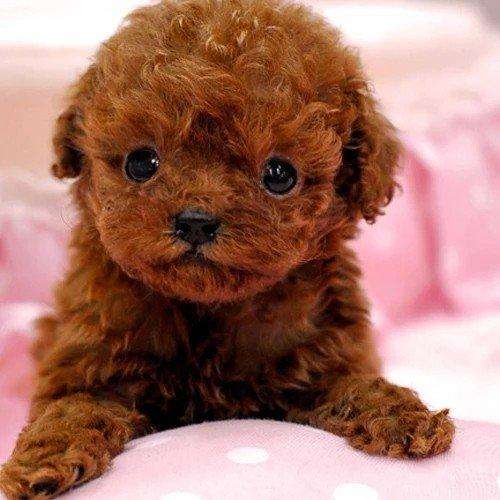 饲养泰迪犬的6个注意事项是什么,泰迪狗狗饲养攻略