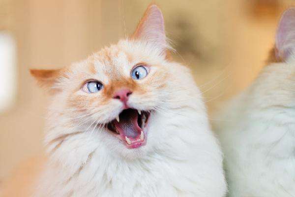 怎么解决猫咪口臭的问题,铲屎官怎么消除异味