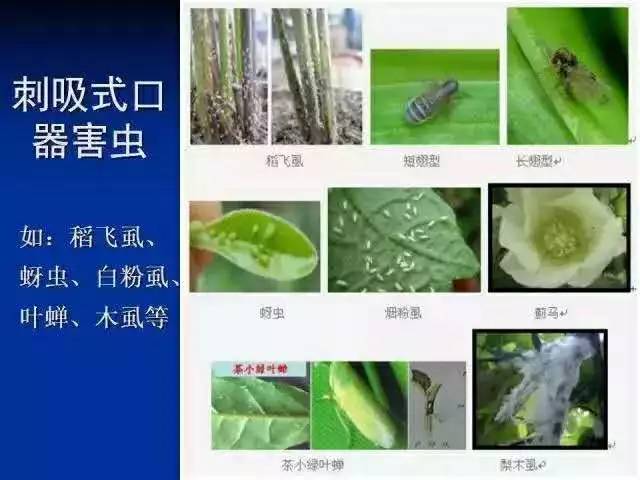 虫害最新用药,专治虫害的20个小妙招