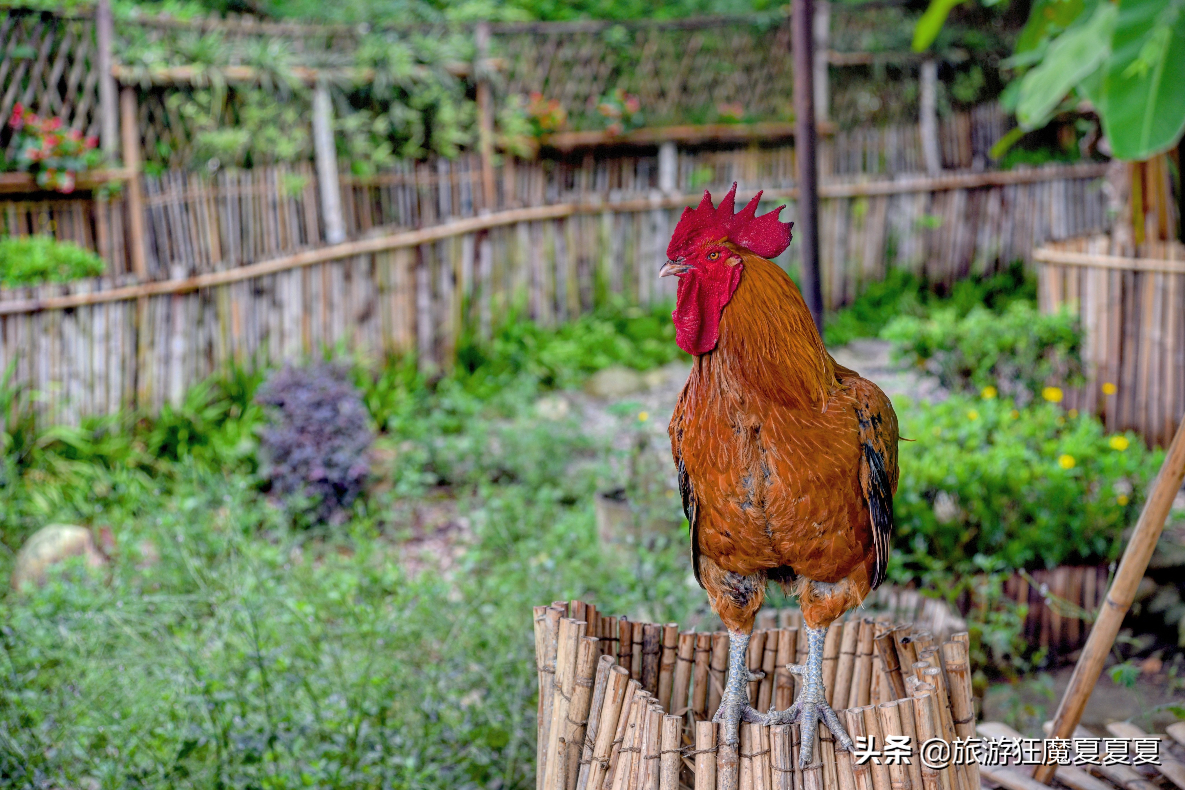 青城山值得推荐的酒店,青城山价格实惠的酒店