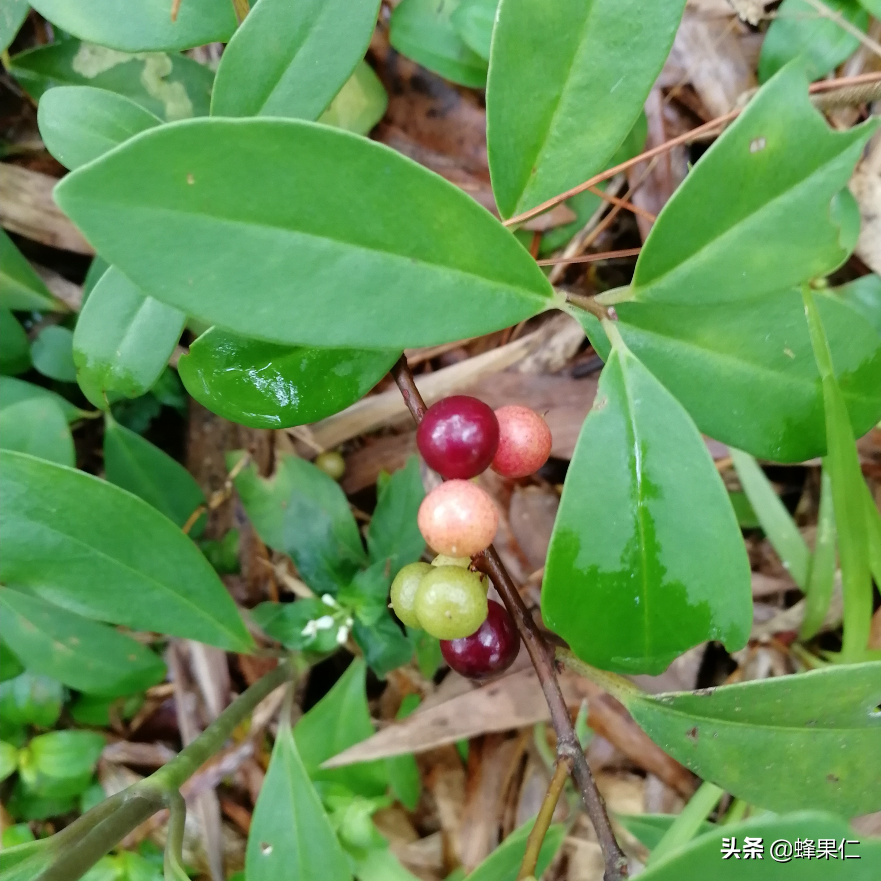 农村的所有野果,农村常见50种野果