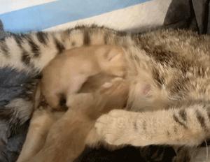 流浪猫猫赖到门口不走,流浪猫在我家门口赖着不走了