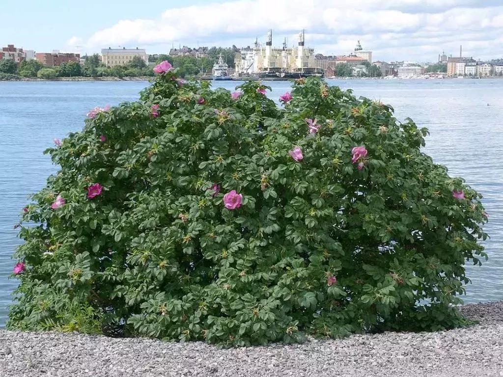 玫瑰和月季和蔷薇的区别图解,月季玫瑰蔷薇芍药牡丹的区别