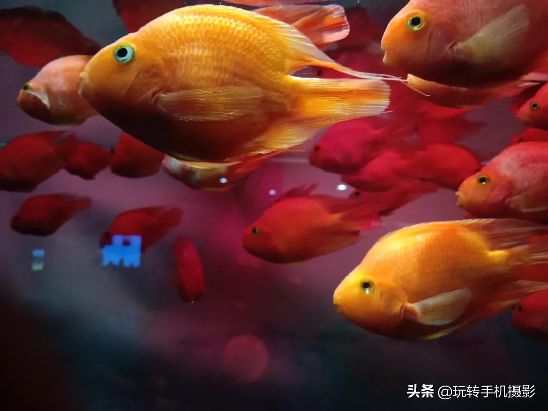 手机怎样拍照更好看而且清晰,手机拍照怎么让背景模糊人物清晰