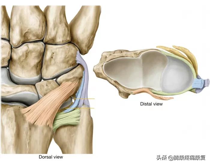 腕关节三角纤维软骨复合体损伤,三角纤维软骨损伤最佳治疗方法