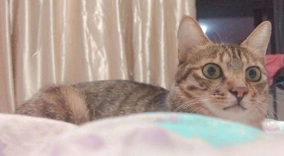 辟谣：猫咪白细胞升高就要使用消炎药？不，谨防滥用抗生素