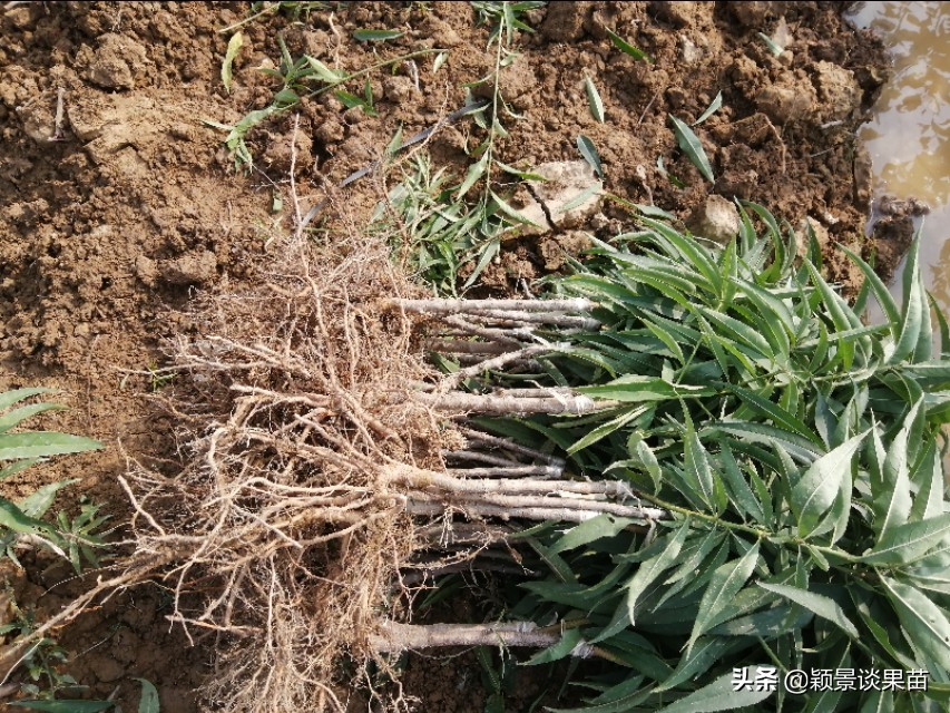 银妃三华李脆甜质优果大，最新特色三华李水果苗岭南夏令果王