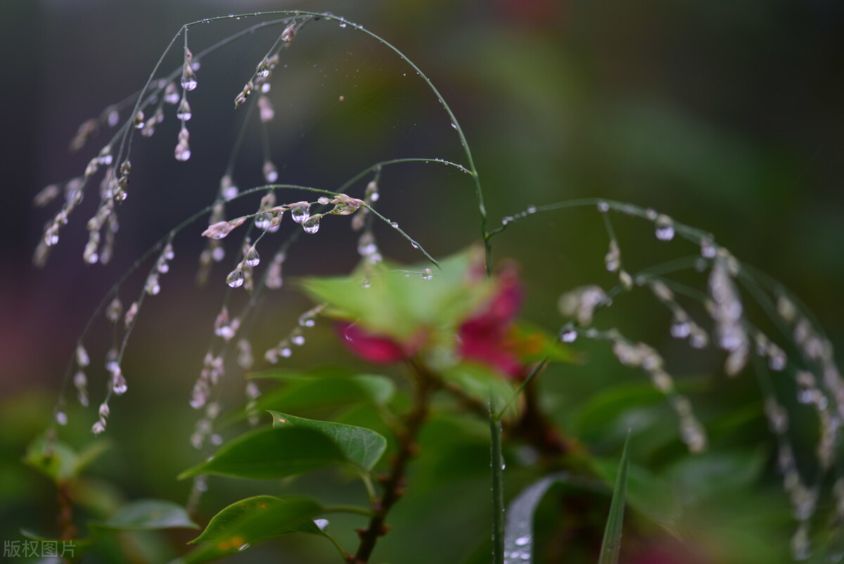 今年秋季庄稼雨水咋样,今年雨水多小麦播种还需要镇压吗
