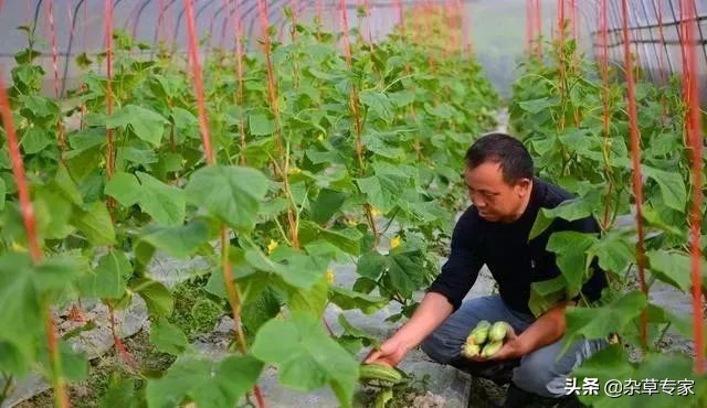 不同类型的除草剂能混合使用吗,各种不同成分的除草剂