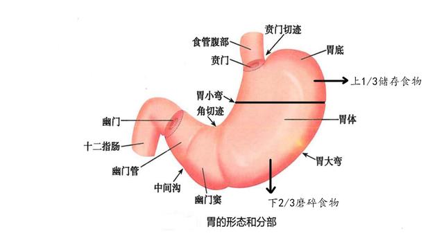 胃痛吃了就吐不排便,突发胃疼吃了胃药不见好转