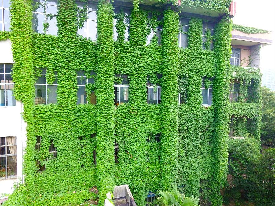 夏天可以爬墙的花,什么花爬墙一年四季都有适合房内